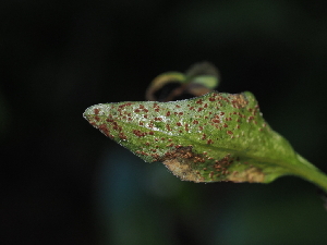  ( - FDS-CA-03399)  @11 [ ] by (2024) Justin Paulin Fungal Diversity Survey