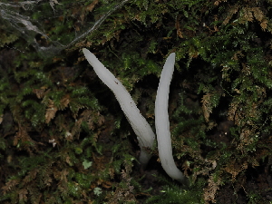  ( - FDS-CA-03375)  @11 [ ] by (2024) Justin Paulin Fungal Diversity Survey