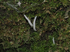  (Clavaria sp. CA13 - FDS-CA-03375)  @11 [ ] by (2024) Justin Paulin Fungal Diversity Survey