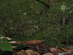  ( - FDS-CA-03375)  @11 [ ] by (2024) Justin Paulin Fungal Diversity Survey