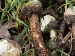  ( - FDS-CA-03683)  @11 [ ] by-nc (2024) Stu Pickell Fungal Diversity Survey