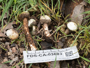  ( - FDS-CA-03683)  @11 [ ] by-nc (2024) Stu Pickell Fungal Diversity Survey