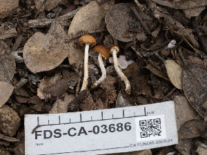  (Conocybe sp. CA17 - FDS-CA-03686)  @11 [ ] by-nc (2024) Stu Pickell Fungal Diversity Survey