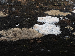  (Hypoxylon sp. CA02 - FDS-CA-03717)  @11 [ ] by-nc (2024) Stu Pickell Fungal Diversity Survey