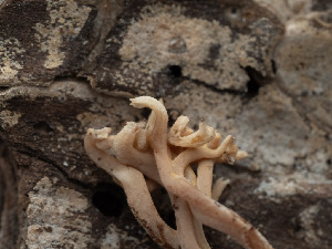  ( - FDS-CA-03712)  @11 [ ] by-nc (2024) Stu Pickell Fungal Diversity Survey