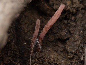  ( - FDS-CA-03744)  @11 [ ] by-nc (2024) Stu Pickell Fungal Diversity Survey