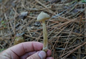  ( - FDS-CA-04212)  @11 [ ] by-nc (2024) Fresno Mycology Society Fungal Diversity Survey