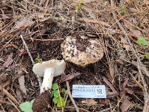  ( - FDS-CA-04213)  @11 [ ] by-nc (2024) Fresno Mycology Society Fungal Diversity Survey