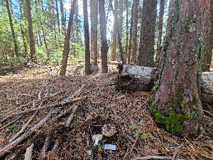  ( - FDS-CA-04213)  @11 [ ] by-nc (2024) Fresno Mycology Society Fungal Diversity Survey