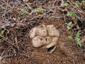  ( - FDS-CA-04214)  @11 [ ] by-nc (2024) Fresno Mycology Society Fungal Diversity Survey