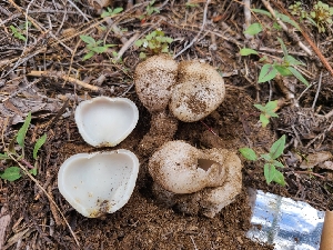  ( - FDS-CA-04214)  @11 [ ] by-nc (2024) Fresno Mycology Society Fungal Diversity Survey