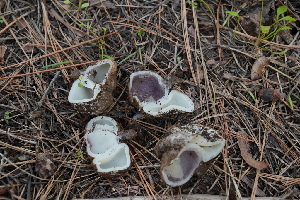  ( - FDS-CA-04214)  @11 [ ] by-nc (2024) Fresno Mycology Society Fungal Diversity Survey