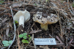  ( - FDS-CA-04213)  @11 [ ] by-nc (2024) Fresno Mycology Society Fungal Diversity Survey