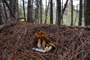  ( - FDS-CA-04217)  @11 [ ] by-nc (2024) Fresno Mycology Society Fungal Diversity Survey
