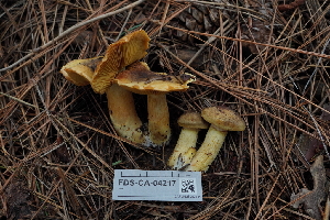 ( - FDS-CA-04217)  @11 [ ] by-nc (2024) Fresno Mycology Society Fungal Diversity Survey