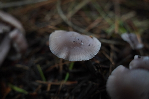  ( - FDS-CA-04218)  @11 [ ] by-nc (2024) Fresno Mycology Society Fungal Diversity Survey