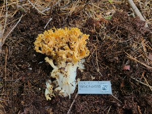  (Ramaria sp. PNW28 - FDS-CA-04219)  @11 [ ] by-nc (2024) Fresno Mycology Society Fungal Diversity Survey