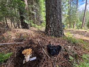  ( - FDS-CA-04219)  @11 [ ] by-nc (2024) Fresno Mycology Society Fungal Diversity Survey