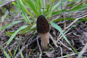  ( - FDS-CA-04221)  @11 [ ] by-nc (2024) Fresno Mycology Society Fungal Diversity Survey