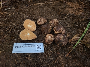  ( - FDS-CA-04223)  @11 [ ] by-nc (2024) Fresno Mycology Society Fungal Diversity Survey