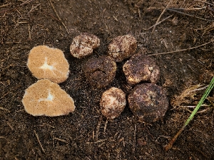  ( - FDS-CA-04223)  @11 [ ] by-nc (2024) Fresno Mycology Society Fungal Diversity Survey