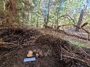  ( - FDS-CA-04223)  @11 [ ] by-nc (2024) Fresno Mycology Society Fungal Diversity Survey