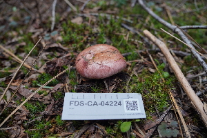  ( - FDS-CA-04224)  @11 [ ] by-nc (2024) Fresno Mycology Society Fungal Diversity Survey