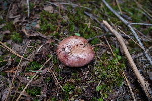  ( - FDS-CA-04224)  @11 [ ] by-nc (2024) Fresno Mycology Society Fungal Diversity Survey