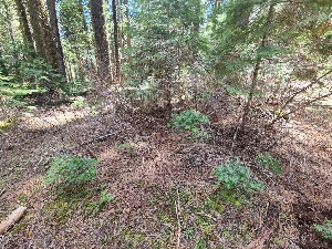  ( - FDS-CA-04224)  @11 [ ] by-nc (2024) Fresno Mycology Society Fungal Diversity Survey
