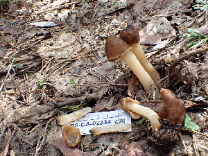  ( - FDS-CA-02334)  @11 [ ] by-nc (2024) Jaren Hockert Fungal Diversity Survey