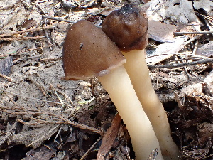  ( - FDS-CA-02334)  @11 [ ] by-nc (2024) Jaren Hockert Fungal Diversity Survey