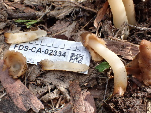  ( - FDS-CA-02334)  @11 [ ] by-nc (2024) Jaren Hockert Fungal Diversity Survey