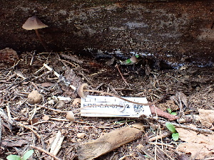  ( - FDS-CA-02332)  @11 [ ] by-nc (2024) Jaren Hockert Fungal Diversity Survey
