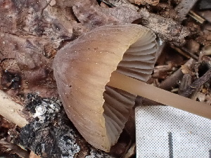  ( - FDS-CA-02332)  @11 [ ] by-nc (2024) Jaren Hockert Fungal Diversity Survey
