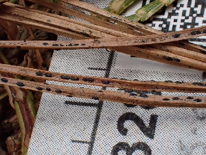  ( - FDS-CA-02328)  @11 [ ] by-nc (2024) Jaren Hockert Fungal Diversity Survey