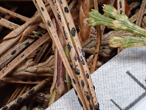  ( - FDS-CA-02328)  @11 [ ] by-nc (2024) Jaren Hockert Fungal Diversity Survey