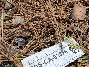  ( - FDS-CA-02328)  @11 [ ] by-nc (2024) Jaren Hockert Fungal Diversity Survey