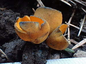  ( - FDS-CA-02379)  @11 [ ] by-nc (2024) Jaren Hockert Fungal Diversity Survey