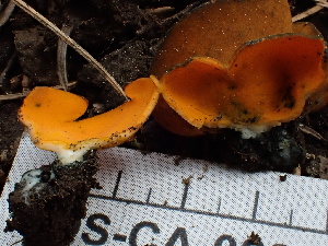  ( - FDS-CA-02379)  @11 [ ] by-nc (2024) Jaren Hockert Fungal Diversity Survey