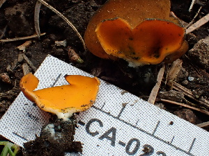  ( - FDS-CA-02379)  @11 [ ] by-nc (2024) Jaren Hockert Fungal Diversity Survey