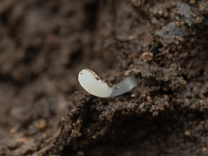  ( - FDS-CA-03745)  @11 [ ] by-nc (2024) Stu Pickell Fungal Diversity Survey