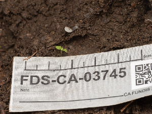  ( - FDS-CA-03745)  @11 [ ] by-nc (2024) Stu Pickell Fungal Diversity Survey