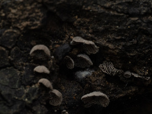  (Resupinatus sp. CA06 - FDS-CA-03751)  @11 [ ] by-nc (2024) Stu Pickell Fungal Diversity Survey
