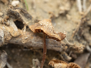  ( - FDS-CA-03801)  @11 [ ] by-nc (2024) Stu Pickell Fungal Diversity Survey