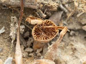  ( - FDS-CA-03801)  @11 [ ] by-nc (2024) Stu Pickell Fungal Diversity Survey