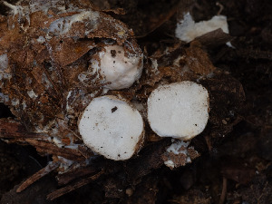  (Sclerogaster sp. AZ01 - FDS-CA-03812)  @11 [ ] by-nc (2024) Stu Pickell Fungal Diversity Survey