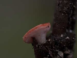  ( - FDS-CA-03817)  @11 [ ] by-nc (2024) Stu Pickell Fungal Diversity Survey