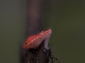  ( - FDS-CA-03817)  @11 [ ] by-nc (2024) Stu Pickell Fungal Diversity Survey