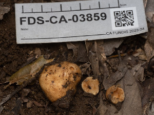 ( - FDS-CA-03859)  @11 [ ] by-nc (2024) Stu Pickell Fungal Diversity Survey