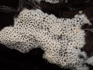  ( - FDS-CA-03811)  @11 [ ] by-nc (2024) Stu Pickell Fungal Diversity Survey
